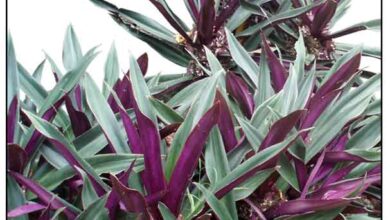 Photo of Entretien de la plante Tradescantia spathacea, Rhoeo discolor ou Reo