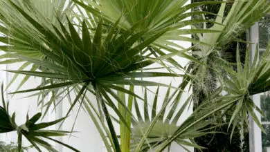Photo of Entretien de la plante Washingtonia filifera ou California Palm