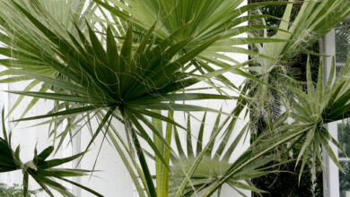 Photo of Entretien de la plante Washingtonia filifera ou California Palm