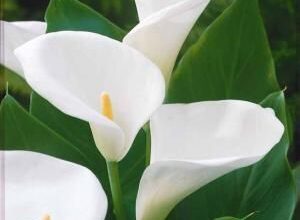 Photo of Entretien de la plante Zantedeschia elliottiana ou Alcatraz jaune