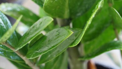 Photo of Entrevista com a fábrica de Zamioculcas zamiifolia ou Zamioculca