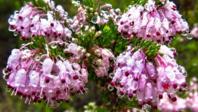 Photo of Erica arborea, arbusto com bosque e flores ligeiramente perfumadas