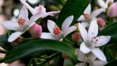 Photo of Eriostemon myoporoides Eriostème, Biblioteca de imagens