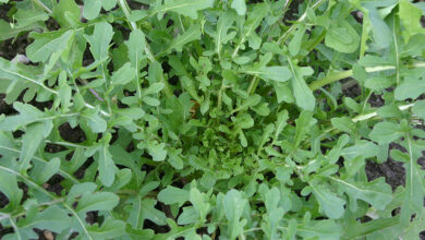 Photo of Eruca sativa Rocket