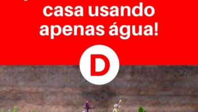 Photo of Ervas comuns: os tipos de ervas que você pode cultivar no seu jardim