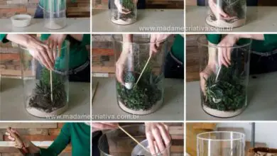 Photo of Ervas em vaso: cultivo de ervas em recipientes