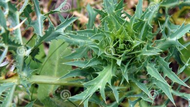 Photo of Eryngium planum, linda flor com folhas espinhosas