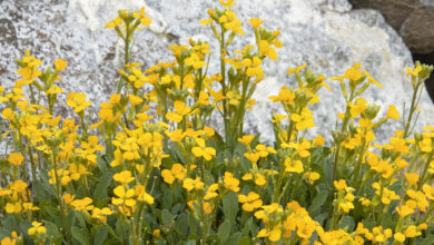 Photo of Erysimum ou Erisimo Plant Care