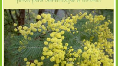 Photo of Erysinum linifolium Trevo arbustivo, trevo perene