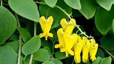 Photo of Escalada Dicentra, Lágrimas de Ouro