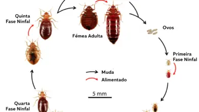 Photo of escaravelho da pulga