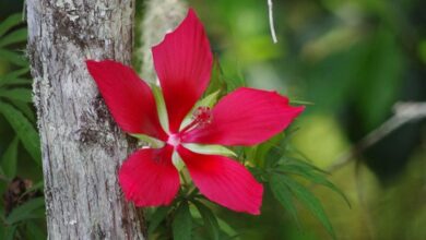 Photo of Estrela do Texas, Scarlet Ketmie