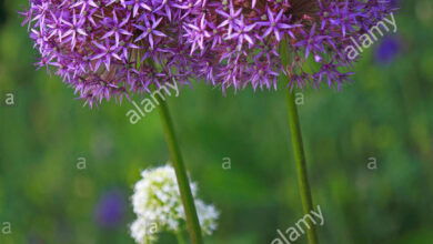 Photo of Estrela Persa Allium christophii