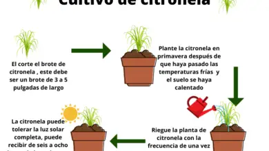 Photo of Etapas do cultivo da citronela de interior