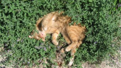 Photo of Eu tenho menta ou catnip: a menta e a catnip são a mesma planta?