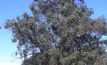Photo of Eucalyptus globulus, árvore de crescimento rápido