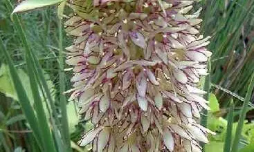 Photo of Eucomis bicolor Flor de Abacaxi