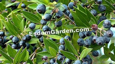 Photo of Eugenia myrtifolia murta australiana, cerejeira da Índia Ocidental