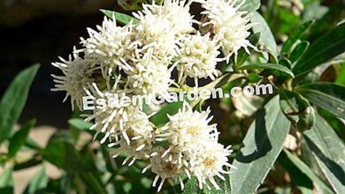 Photo of Eupatorium ligustrinum Eupatorium arbustivo, Eupatorium folha privada