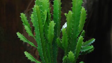 Photo of Euphorbia enterophora ou Euphorbia xylophylloides tratamento de plantas