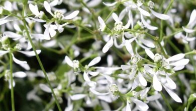 Photo of Euphorbia hypericifolia Diamond Frost Euphorbia Diamond Frost