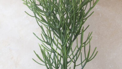 Photo of Euphorbia tirucalli, um arbusto suculento de forma particular