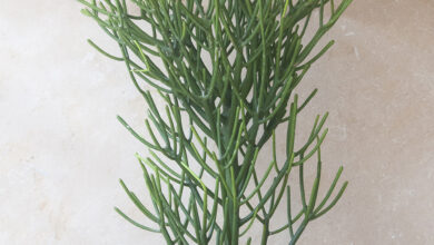 Photo of Euphorbia tirucalli, um arbusto suculento de forma particular