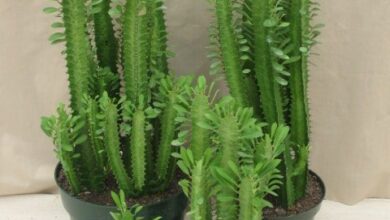 Photo of Euphorbia trigona vegetal ou Milk plant care