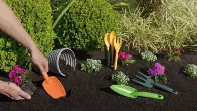 Photo of Faça suas ferramentas de jardim durarem, invernalize-as neste outono.