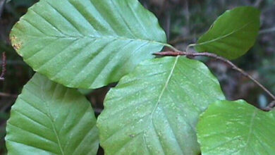 Photo of Fagus sylvatica Faia Europeia, Fayard