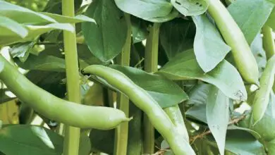 Photo of Fall Bean Crops: Dicas para o cultivo de feijão verde no outono