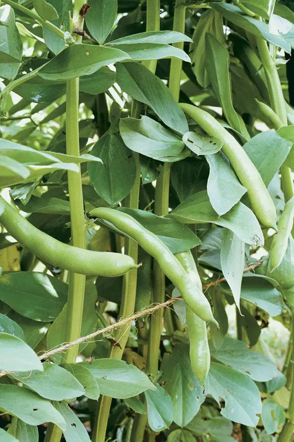 Fall Bean Crops Dicas para o cultivo de feijão verde no outono