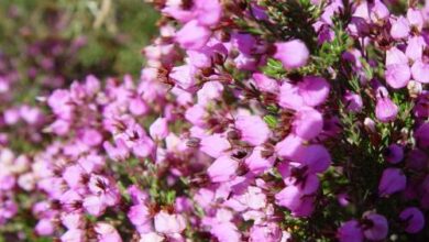 Photo of Falsa urze, urze mexicana, estrela mexicana