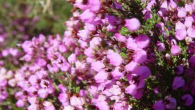 Photo of Falsa urze, urze mexicana, estrela mexicana