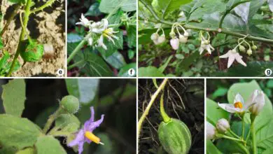 Photo of Família de plantas Solanum: Informações sobre o gênero Solanum