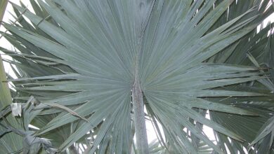 Photo of Fan Palms Information