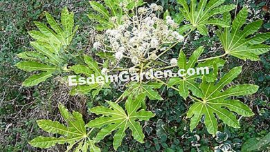 Photo of Fatsia de Taiwan, Fatsia policarpo