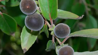 Photo of Feijoa sellowiana, um arbusto ornamental cujo fruto tem um sabor ácido.