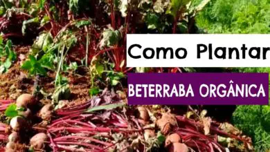Photo of Fertilização da beterraba: aprender quando e como fertilizar a beterraba