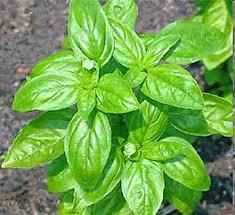 Photo of Fertilização de plantas de manjericão: como e quando alimentar as plantas de manjericão