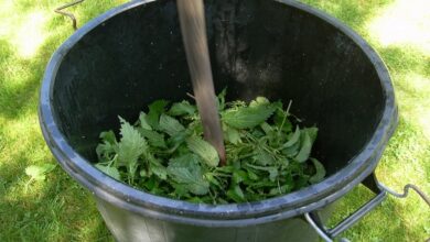 Photo of Fertilização de urtigas para o jardim: informações sobre a fabricação e utilização de urtigas como fertilizante