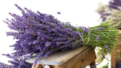 Photo of Fertilizante de lavanda: quando alimentar a lavanda no jardim