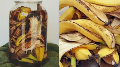 Photo of Fertilizante natural à base de infusões de banana