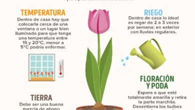 Photo of Fertilizantes de jardim: 3 tipos e a melhor maneira de utilizá-los durante todo o ano