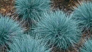 Photo of Festuca glauca Festuca azul, Festuca glauca