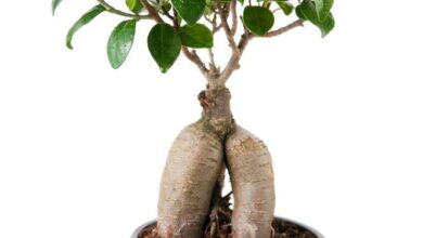 Photo of Ficus Ginseng Informação sobre a Árvore – Ficus Ginseng Indoor Care Information