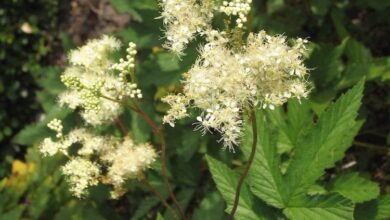 Photo of Filipendula ulmaria Meadow Queen, Ulmaire