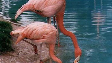 Photo of Flamingos da Pérsia, florista Flamingos