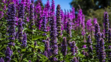 Photo of Fleur d’Agastache – Como cultivar o Agastache