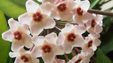 Photo of Flor de cera, flor de porcelana
